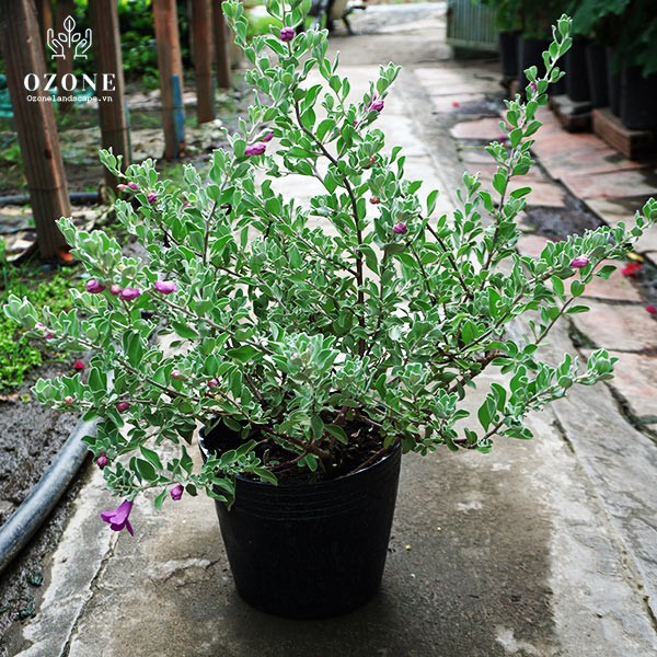 hoa tuyết sơn