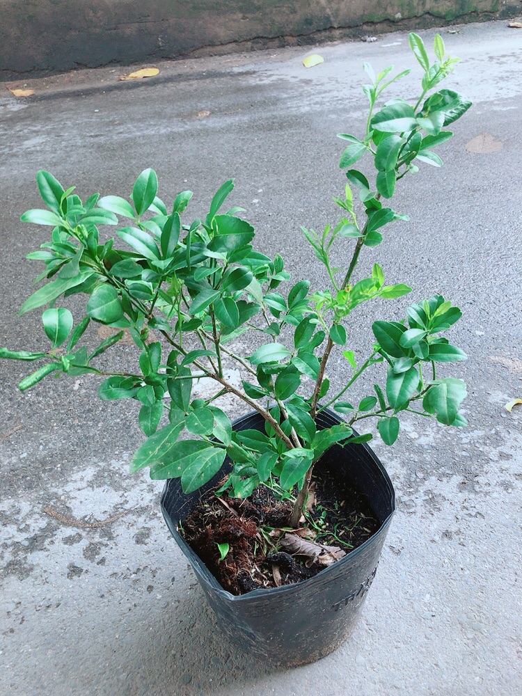 [HCM]Cây Chanh Kép