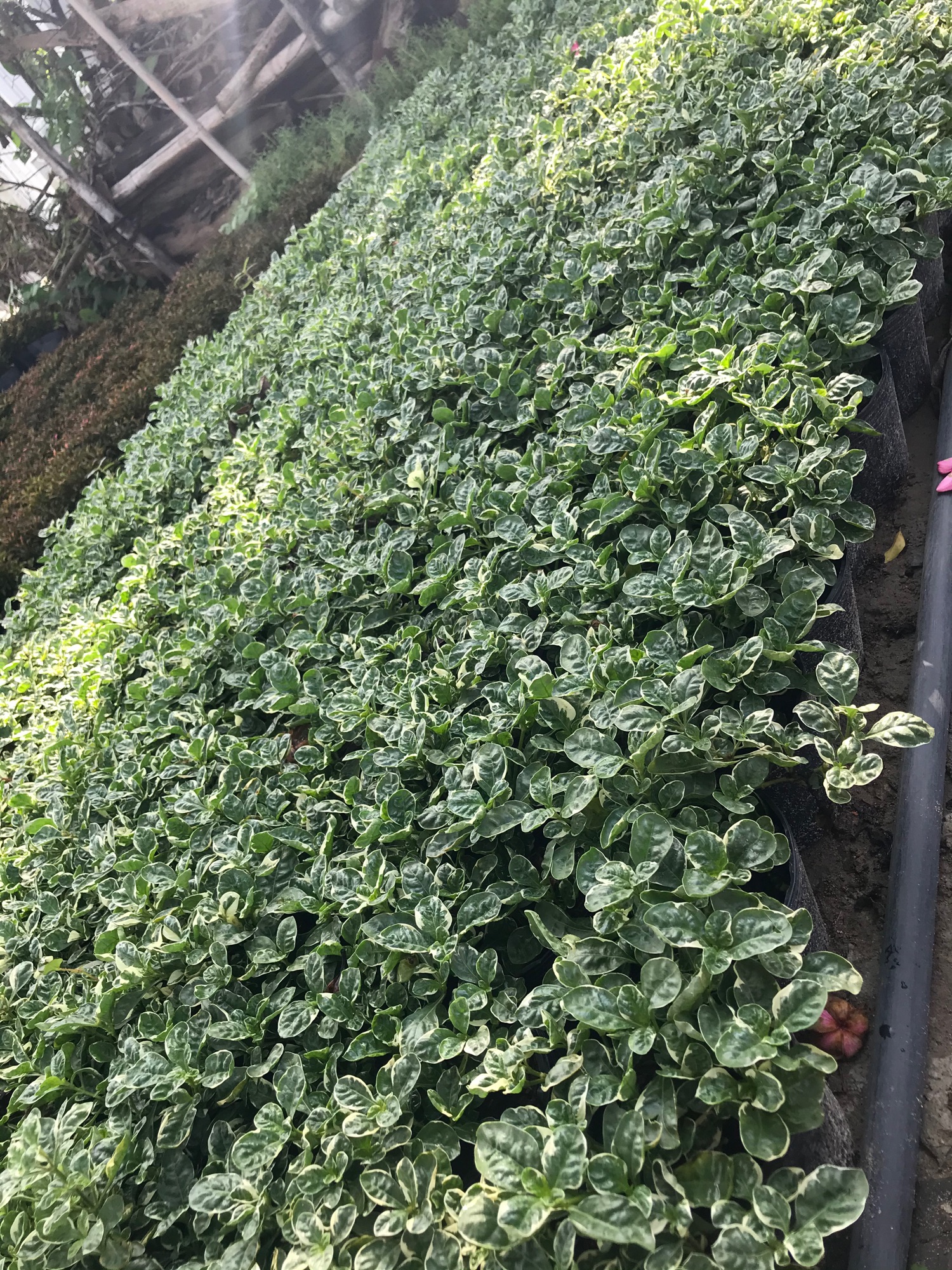 Cây Cẩm thạch tặng phân bón cho cây