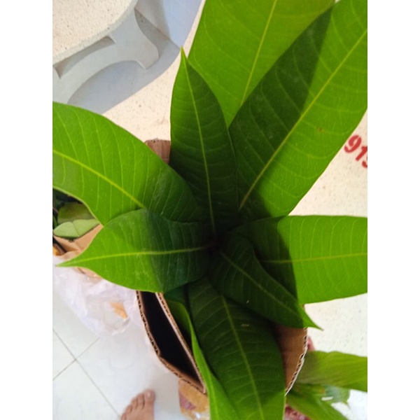XOÀI TỨ QUÝ