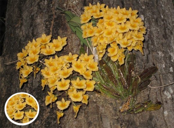 Cây lan vảy rồng