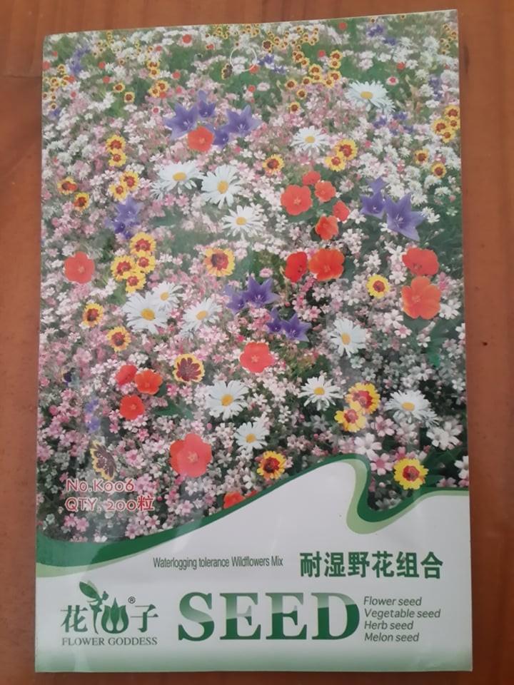 [HCM]Hạt giống hoa cúc dại