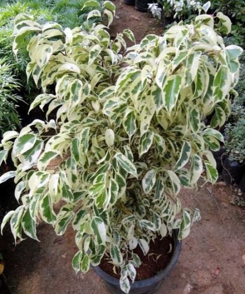 Cây giống cẩm thạch dây - CayGiongTot