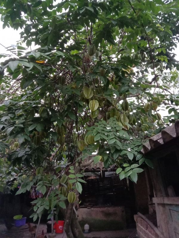 cây Khế ngọt Đài Loan quả to + Tặng 02 Cây Quế Giống