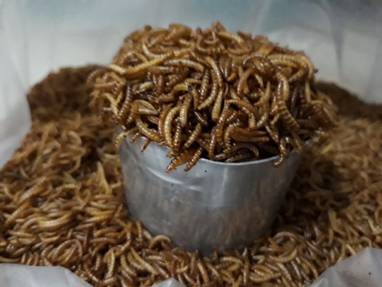 [HCM]Sâu khô hamter