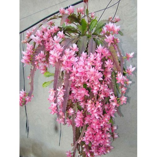 CÂY GIỐNG HOA NHẬT QUỲNH XƯƠNG CÁ