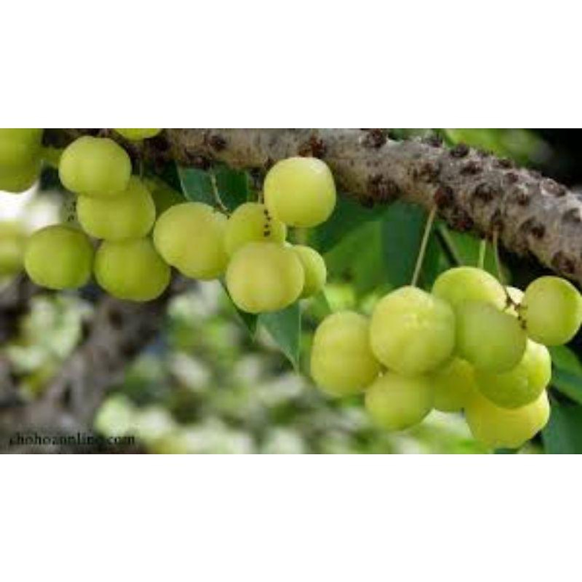 Cây giống chùm ruột chua siêu sớm (cây tốt)