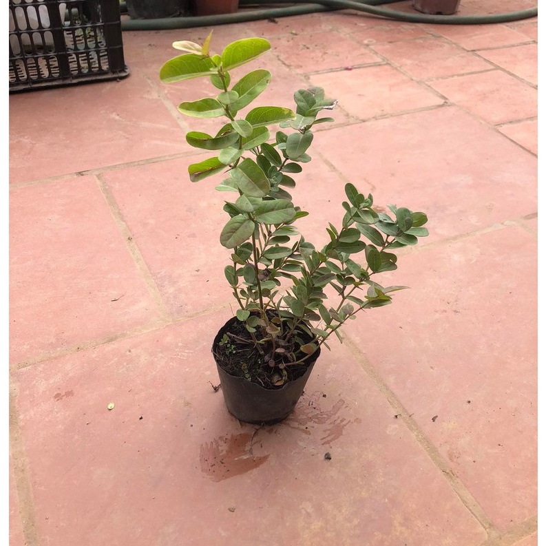 Cây siro cao 50cm (ảnh thật số 2)