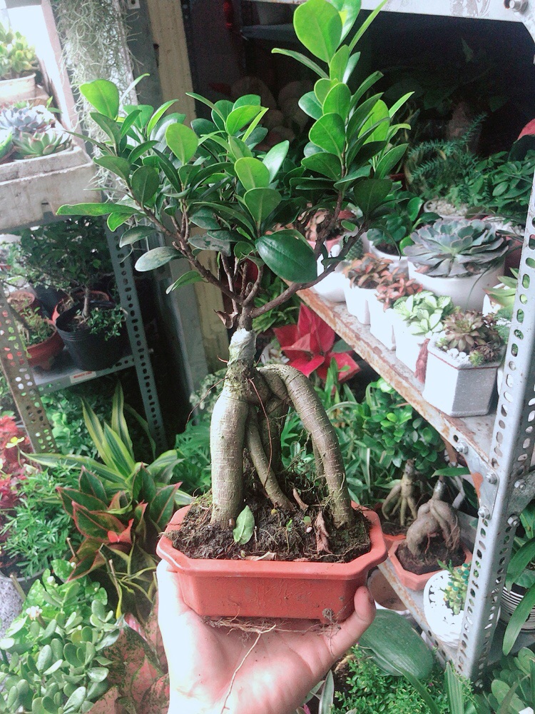 Chậu Cây Si Bonsai