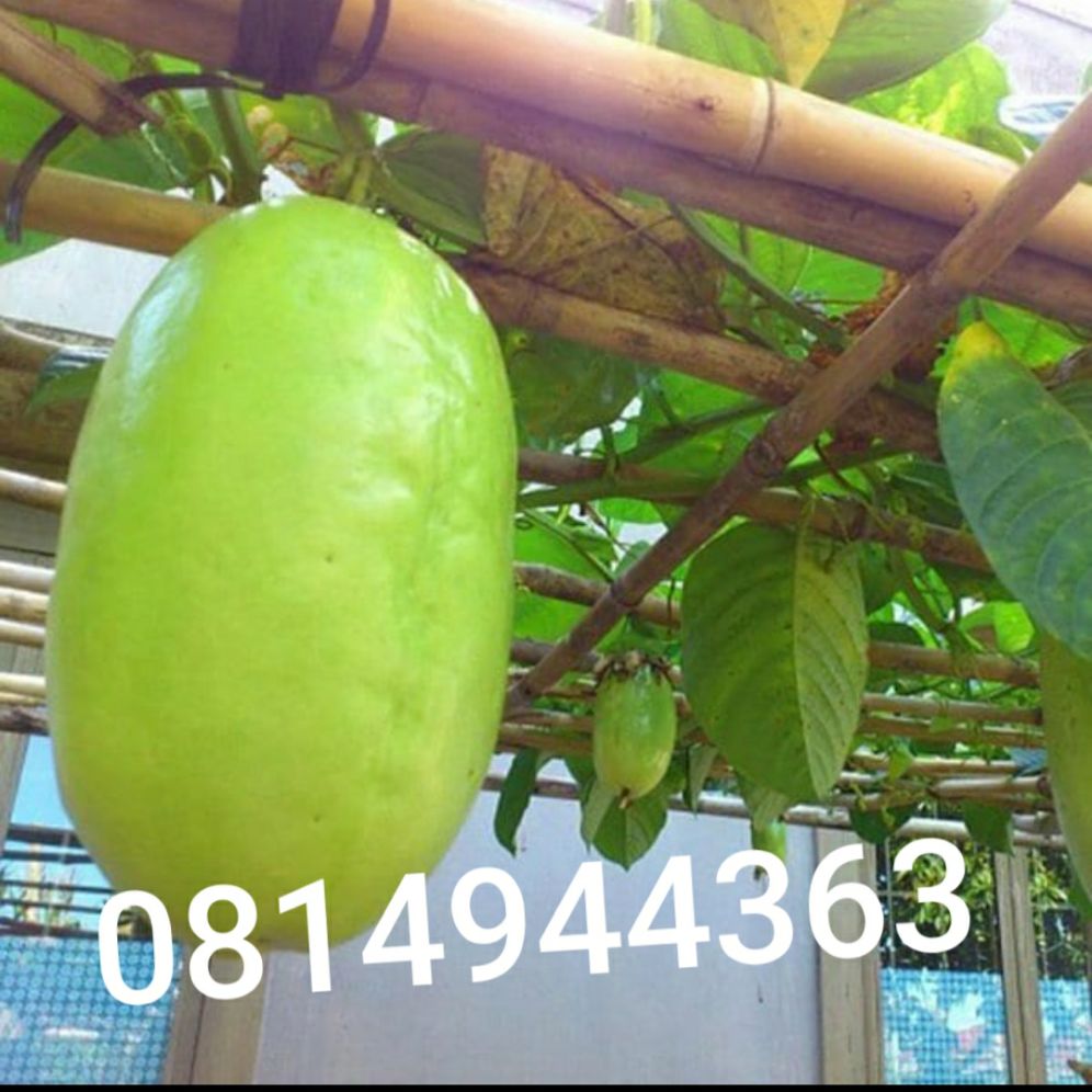 hạt giống dưa gang tây,65 hạt