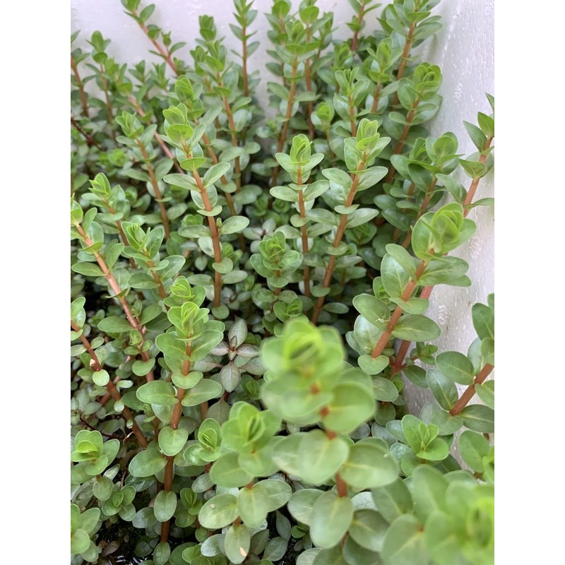Cây Thủy Sinh Rotala Colorata - 30k/20ngọn