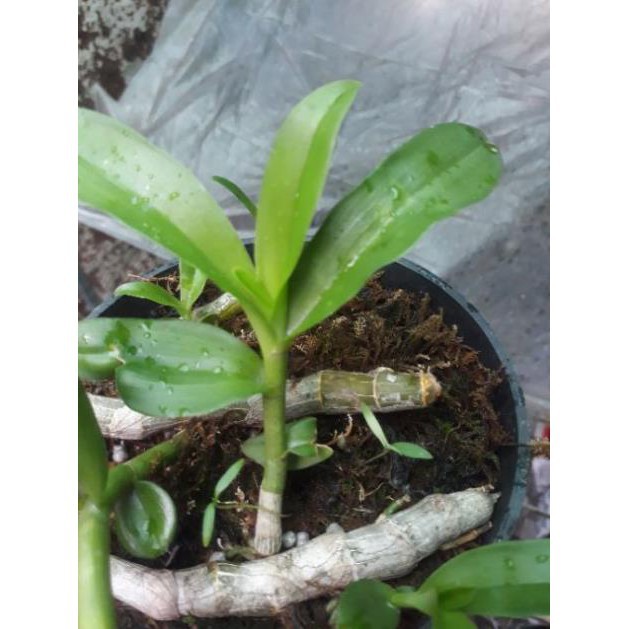 Phong lan trầm rừng tím siêu rẻ