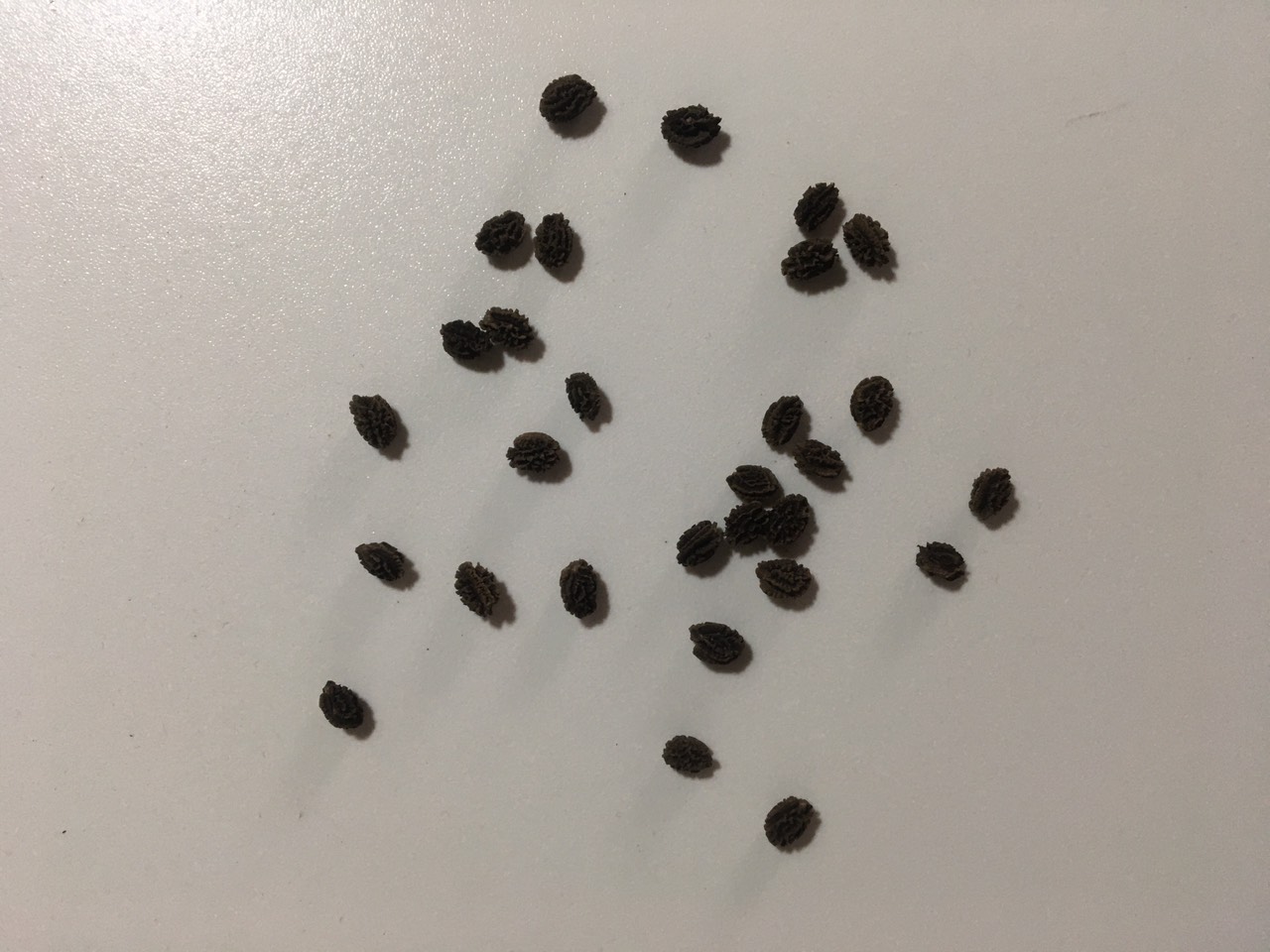 Hạt  Giống Đu Đủ F1 Ruột Vàng , gói 20 hạt