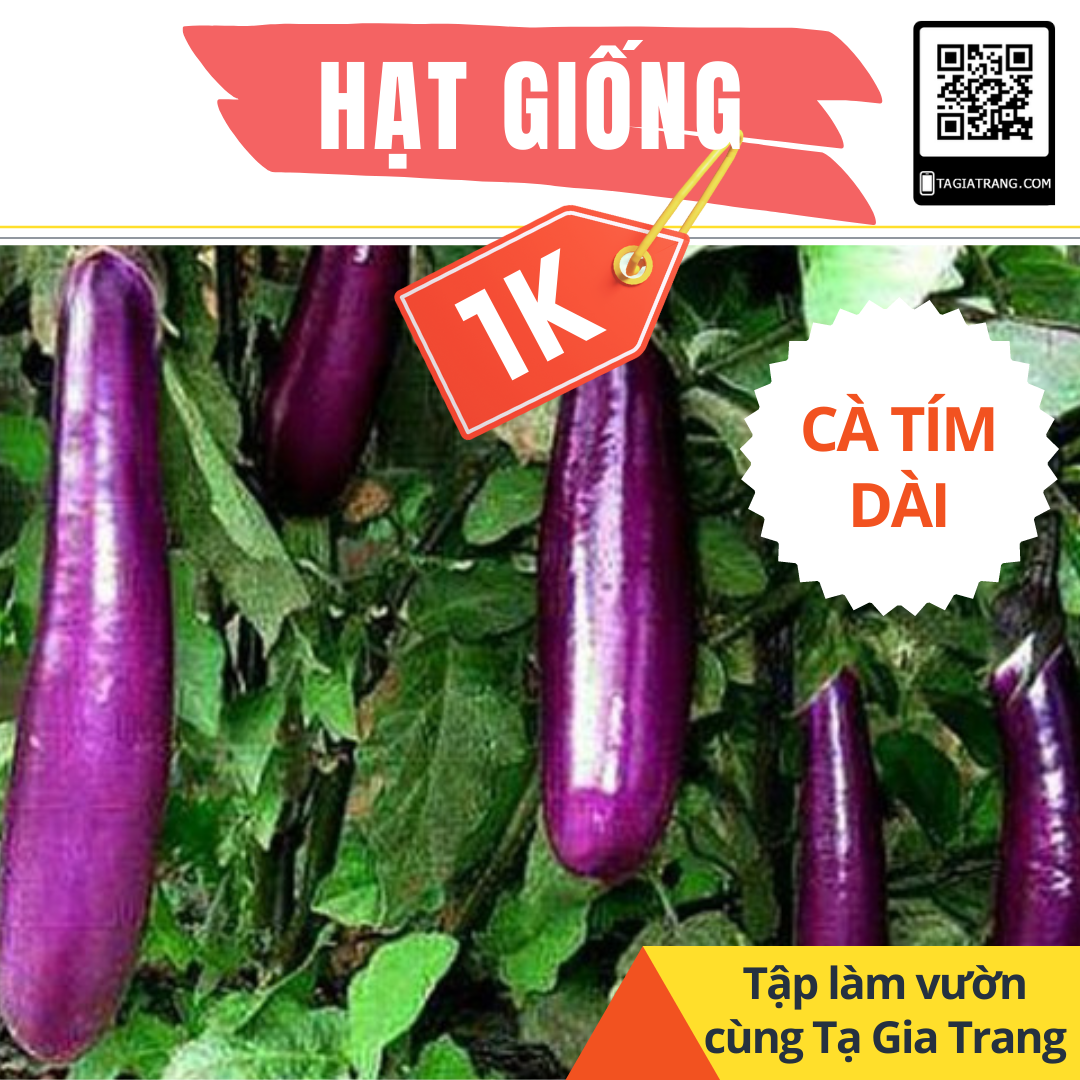 Deal 1k tập làm vườn - 5 hạt cà tím dài | học làm vườn cùng tạ gia trang