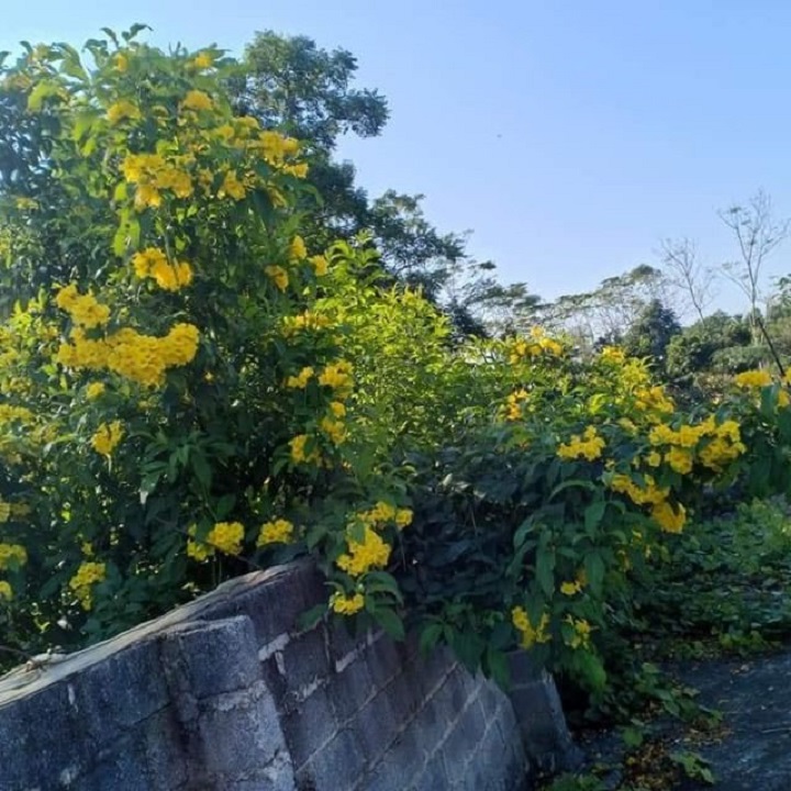 bầu cây giống hoa chuông vàng
