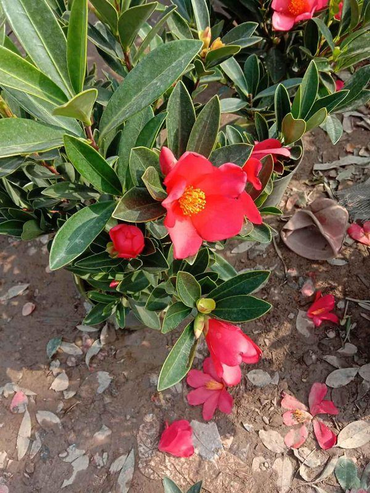 Cây trà tứ quý