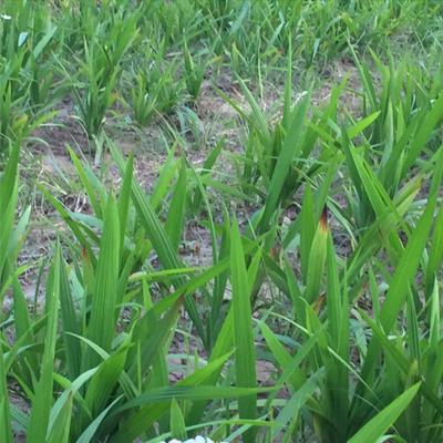 [HCM]Sâm cau rừng tây bắc