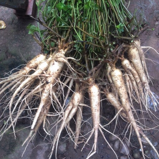 [TRỢ GIÁ] 100 HẠT GIỐNG CÂY NHÂN SÂM BỐ CHÍNH