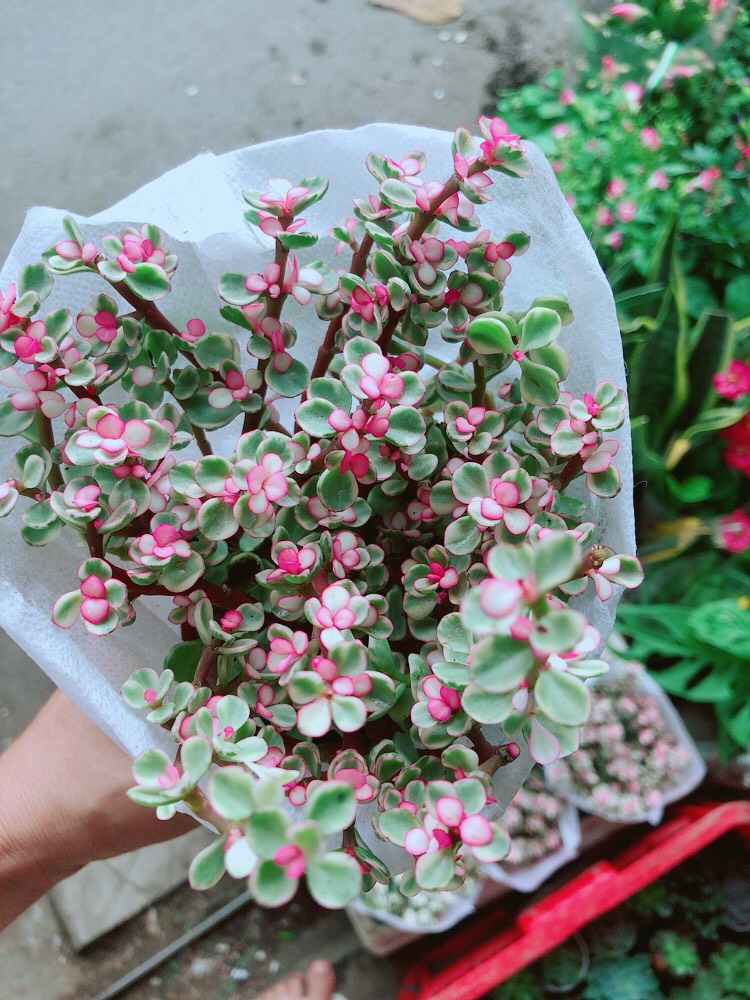 Cây Cành Vàng Lá Ngọc