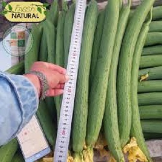 Hạt Giống Mướp Hương Thái Trái Dài 1gr