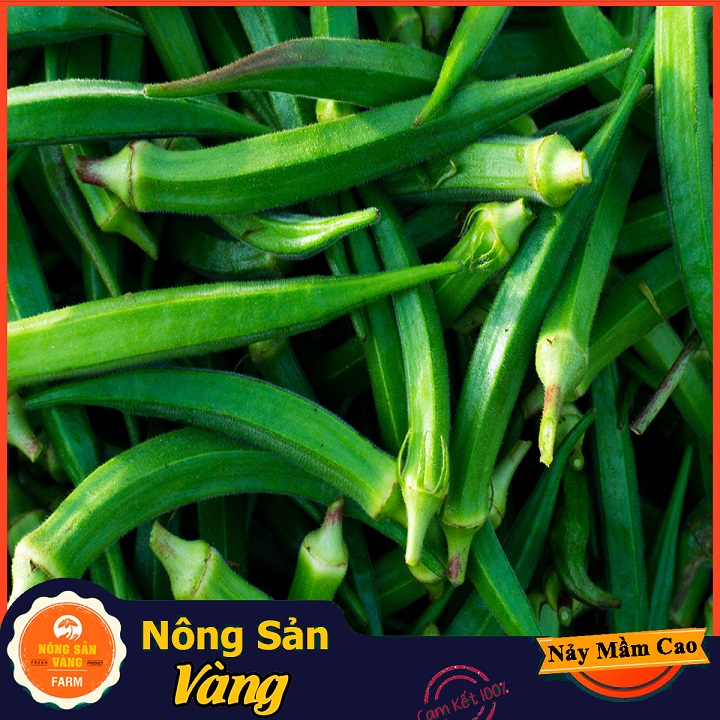 Chinese cabbage seed West (okra) good for bone joints and digestive system (package 20 grams)-shallow gold