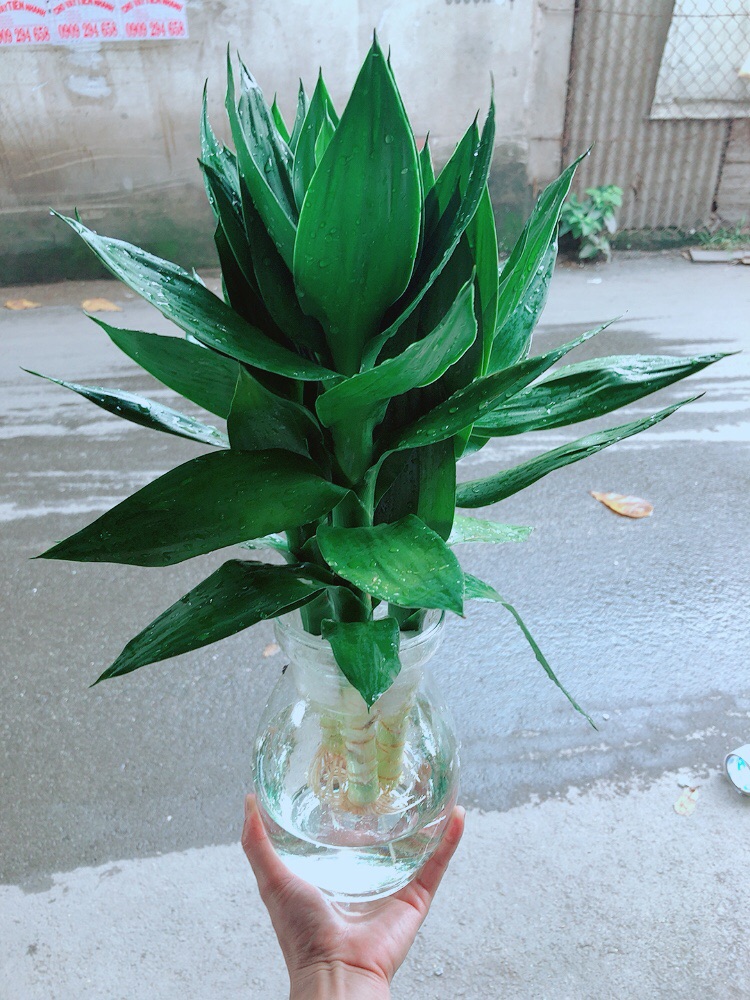 Chậu Phát Tài Búp Sen