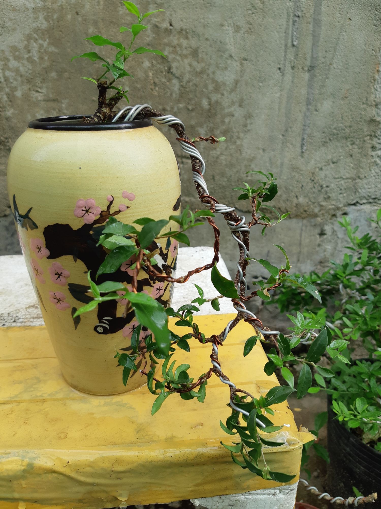 mai hồng ngọc bonsai CHẬU KIỂU
