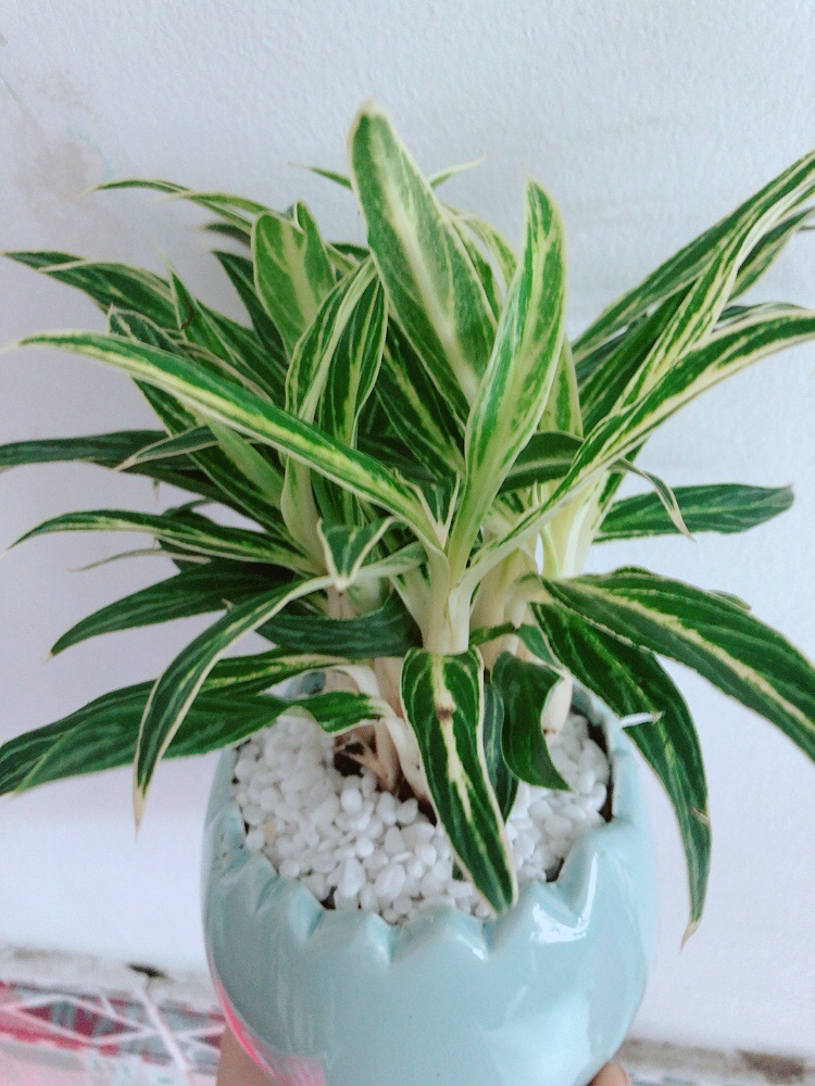 Chậu cây giữ tiền