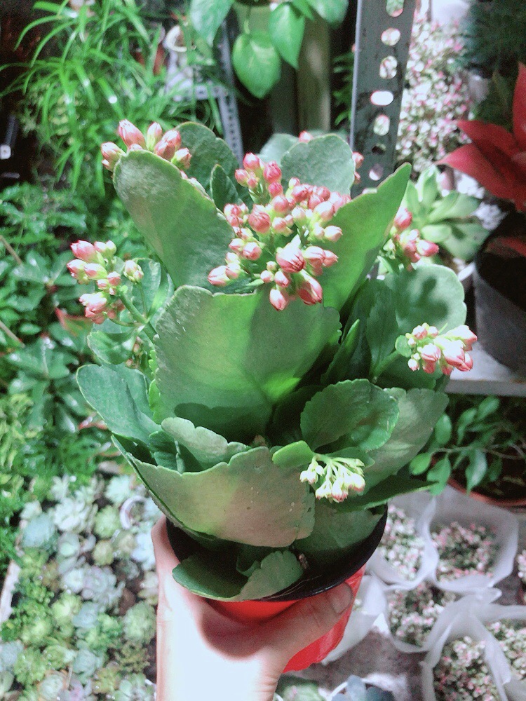 Cây Hoa Sống Đời