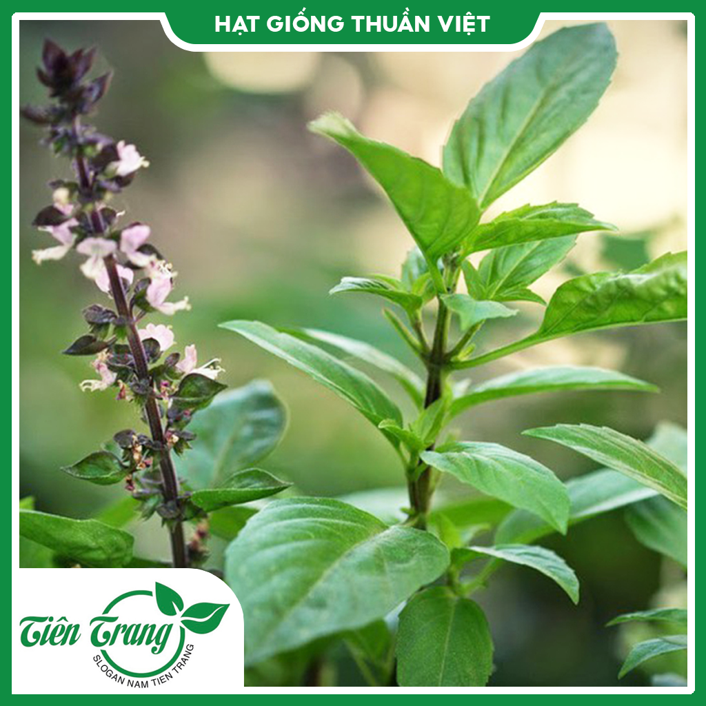 Hạt giống rau húng quế TN-30