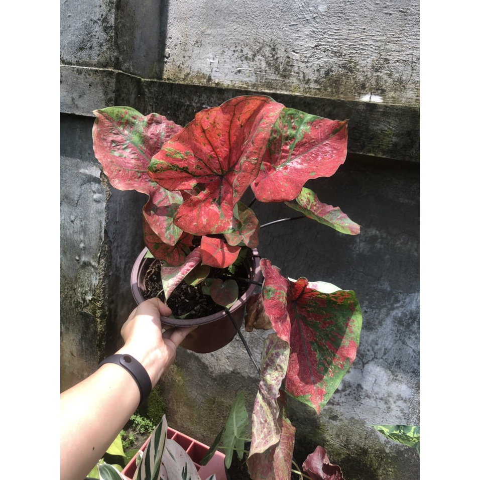 Cây môn Huyết Long size lớn lá to đẹp