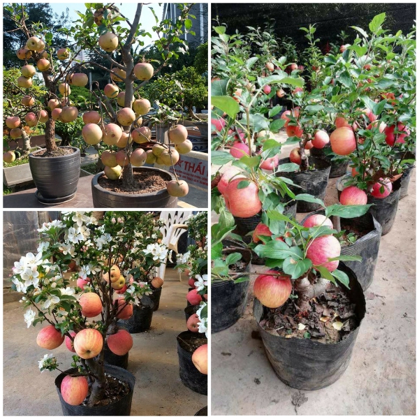 Hạt giống Táo tây ( táo lùn đỏ) F1