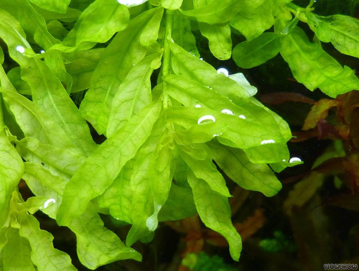 BÁ VĂN HƯƠNG XANH THỦY SINH (15 nhánh)