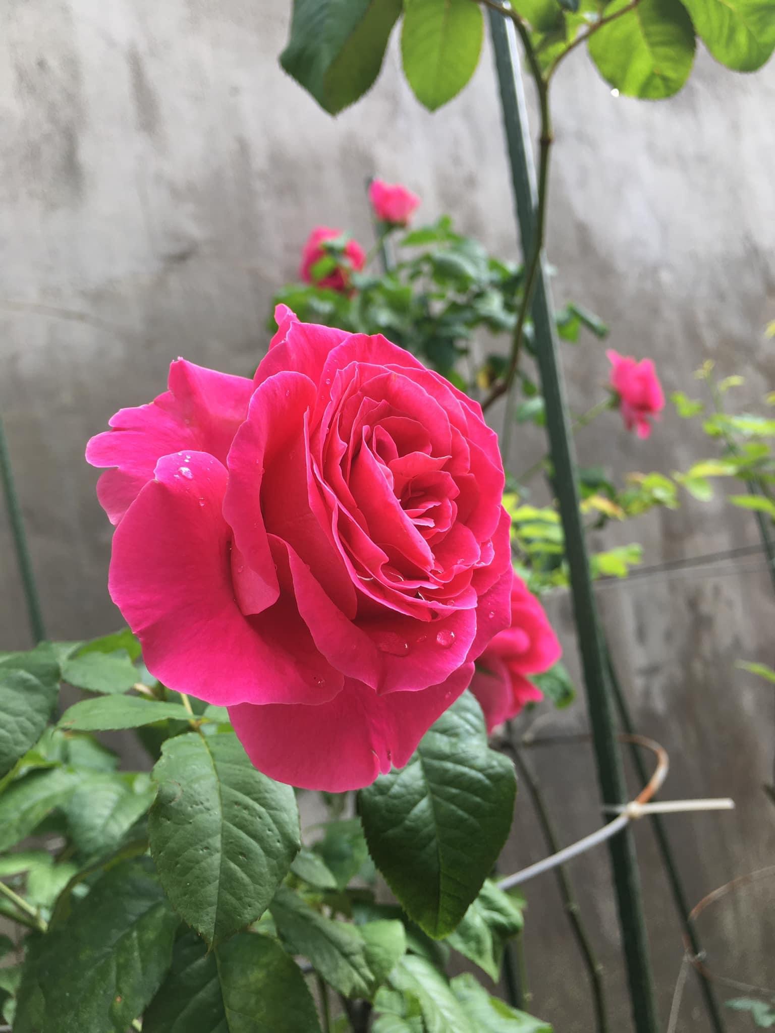 Hoa hồng Ngoại Kate Rose