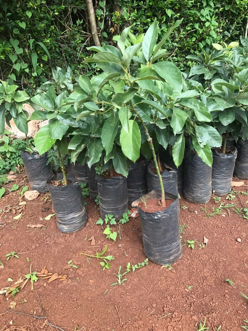 CÂY GIỐNG BƠ CUBA ĐẦU DÒNG SIÊU SỚM
