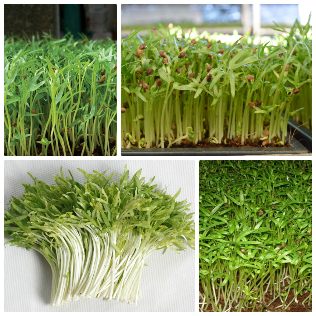 "Gói 50Gr Hạt " Hạt Giống Mầm Rau Muống