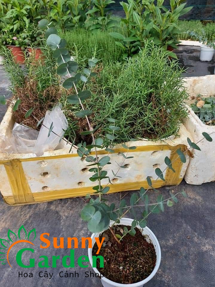 Cây Khuynh Diệp (Silver dola, Lá Bạc, Lá Táo) - Cây Phong Thủy