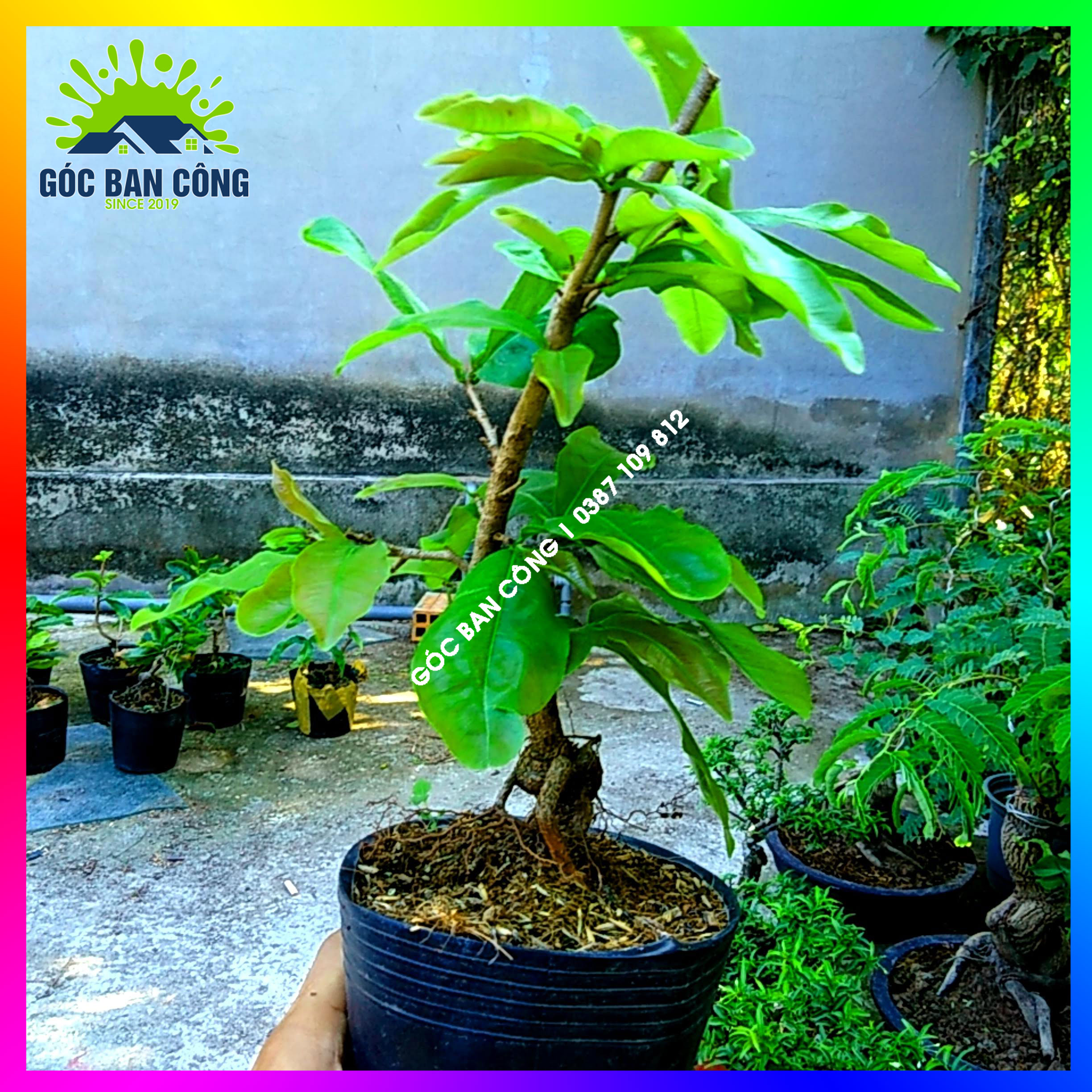 Mai Cúc Bonsai Mini