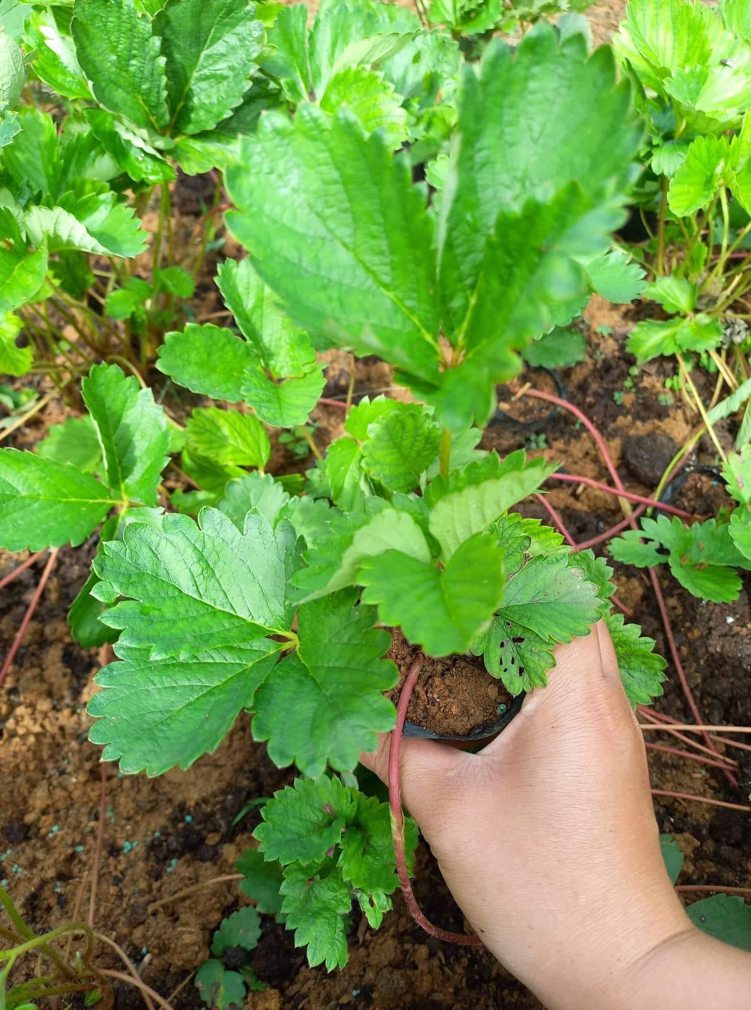 COMBO 2 CÂY GIỐNG DÂU TÂY BẠCH TUYẾT