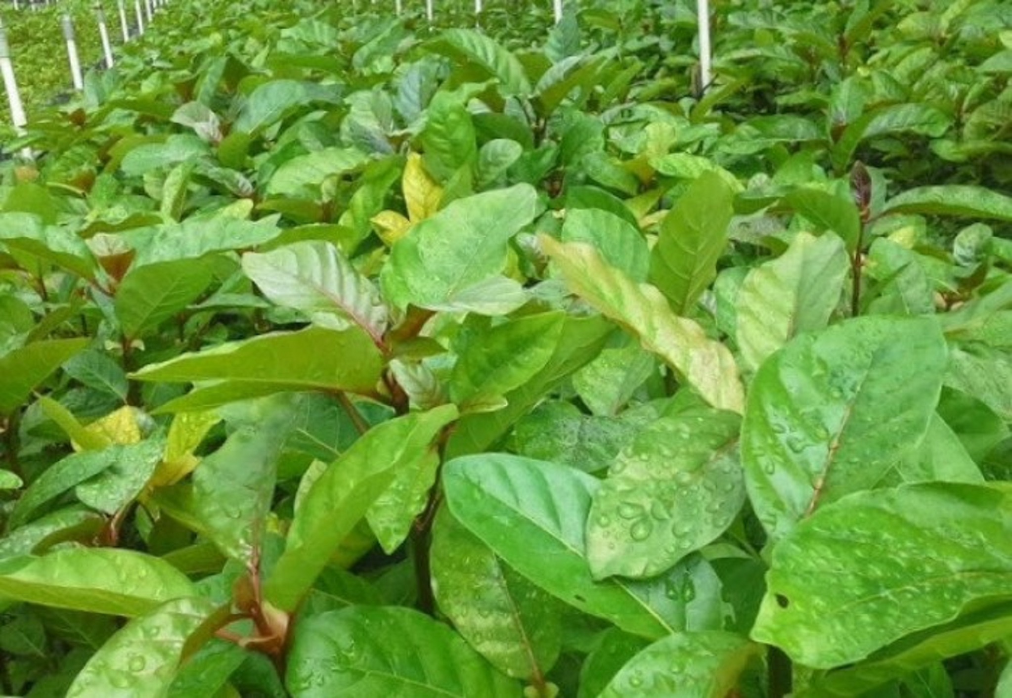 1 KG HẠT GIỐNG CÂY GÁO VÀNG [ HẠT ĐẸP TUYỂN CHỌN- BAO NẢY MẦM[ KHOẢNG 100.000 HẠT ]