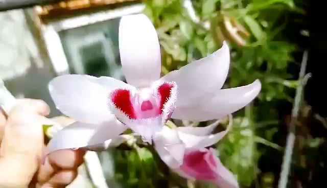 Cây giống hoa lan ĐăkLei (hàng rừng  nhân ki 15-25cm)