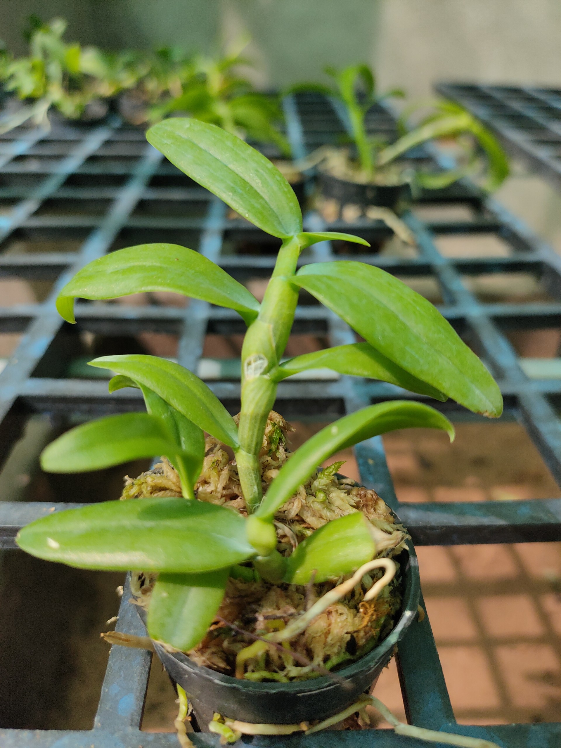 Phi điệp 5ct phú thọ hàng gieo hạt