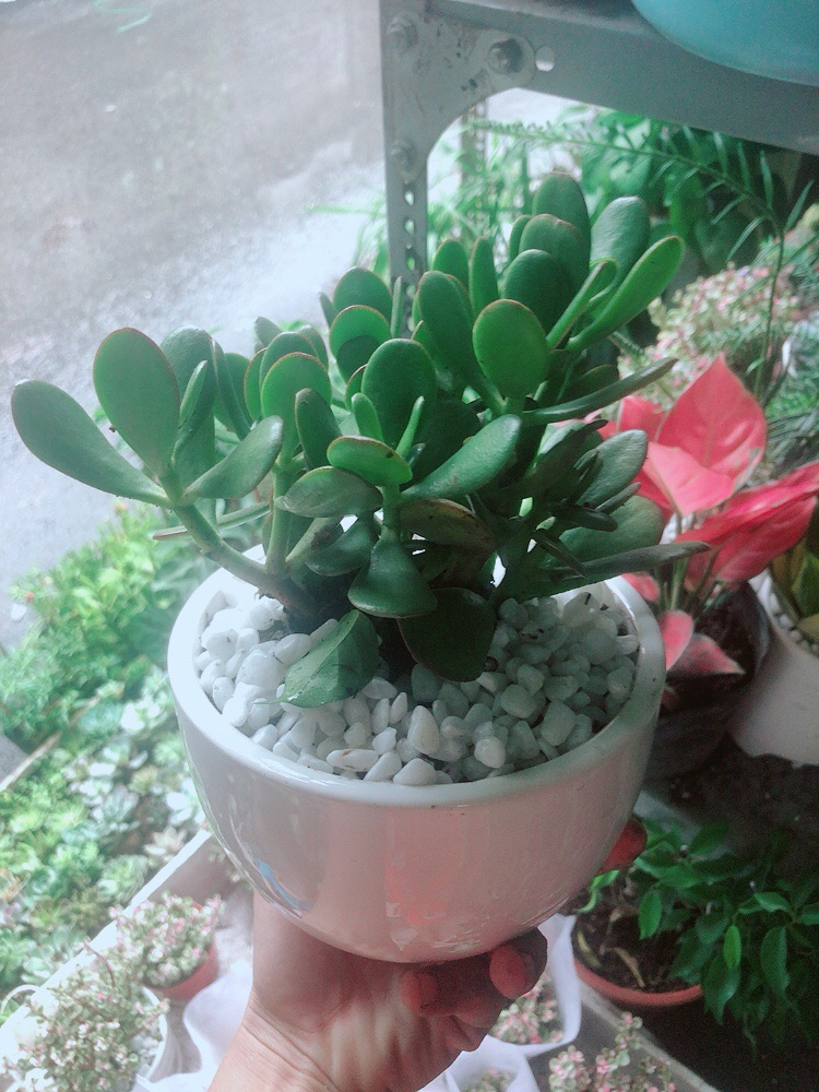 Chậu Cây Ngọc Bích