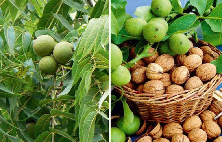 cây giống óc chó hàng chuẩn f1