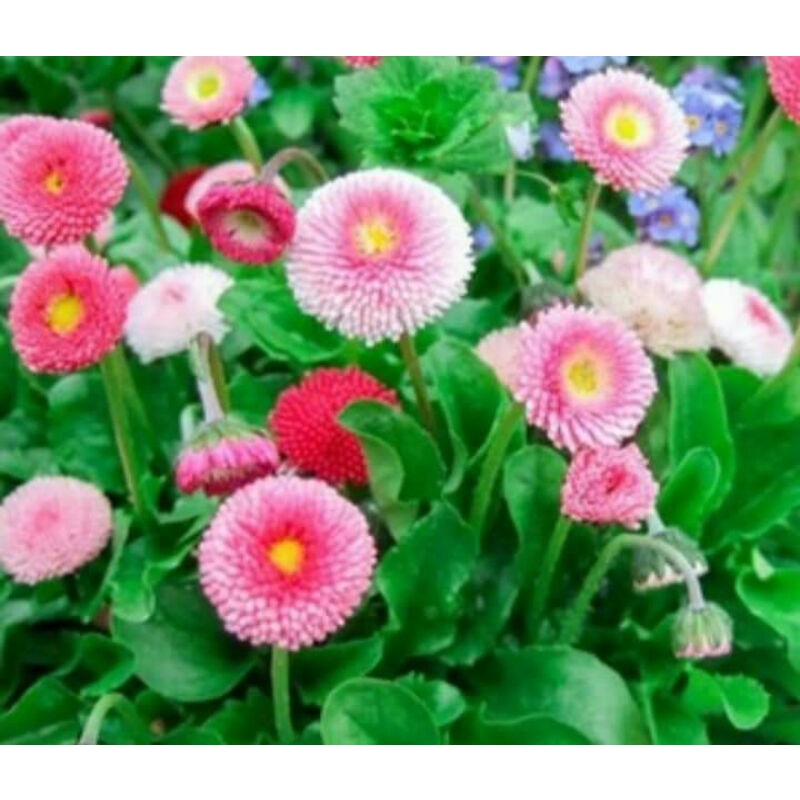 hạt giống hoa cúc anh