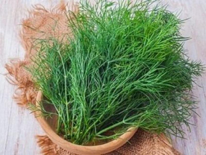 300 Hạt giống rau thì là bốn mùa