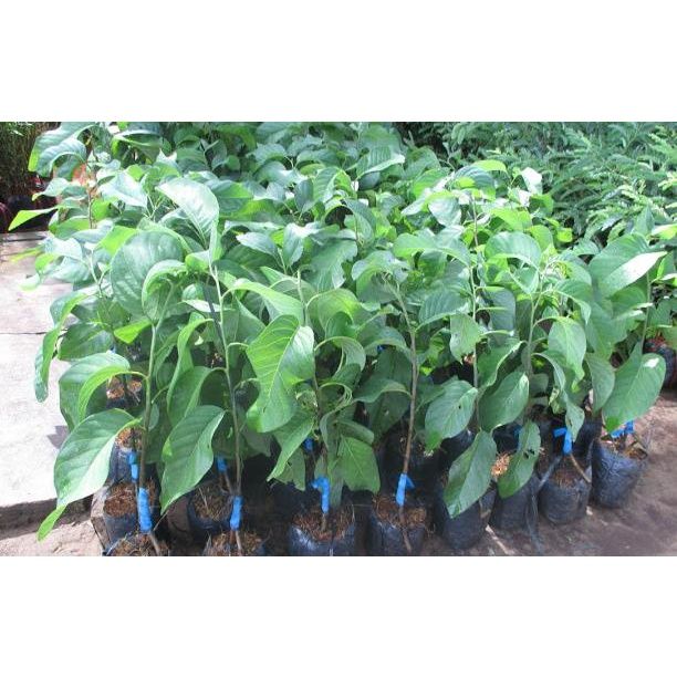 Mảng cầu na thái