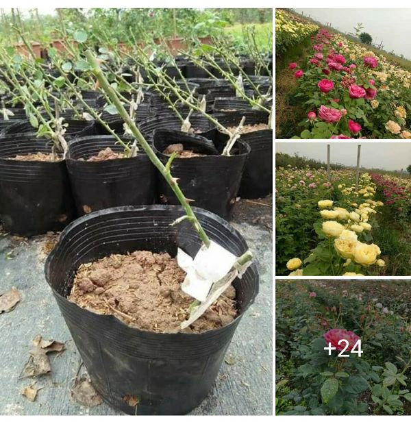 Gốc Hoa Hồng Leo Nhập Ngoại