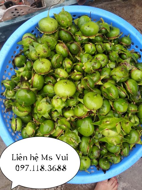Quả bần chua