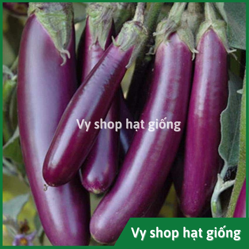 Hạt giống cà tím dài cao sản Thái Lan gói 50 hạt